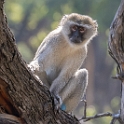 Vervet Monkey